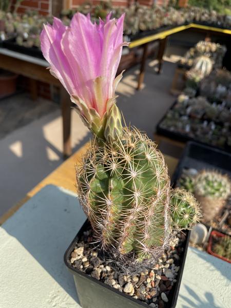 Thelocactus bicolor ssp. schwarzii